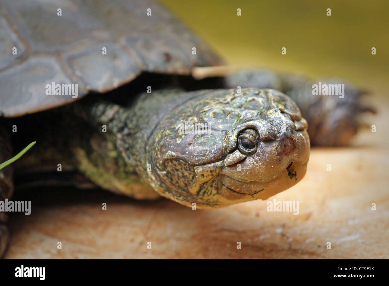 Ritratto di un selvaggio incernierato seghettata Terrapin (Pelusios sinuatus) in Kenya, Africa. Foto Stock