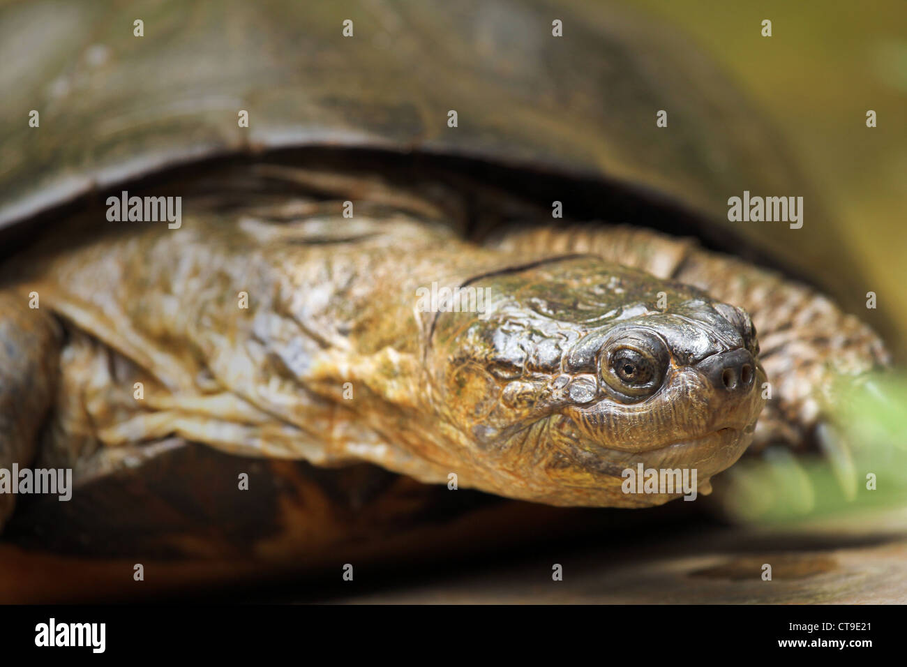 Ritratto di un selvaggio incernierato seghettata Terrapin (Pelusios sinuatus) in Kenya, Africa. Foto Stock
