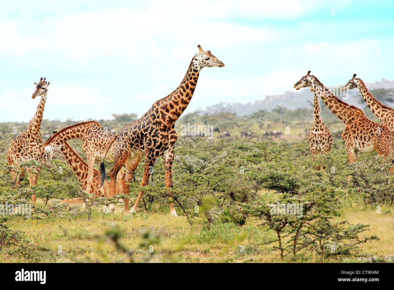 Un selvaggio gruppo di giraffe Masai o Maasai Giraffe, noto anche come il Kilimanjaro Giraffe (Giraffa camelopardalis tippelskirchi). Foto Stock