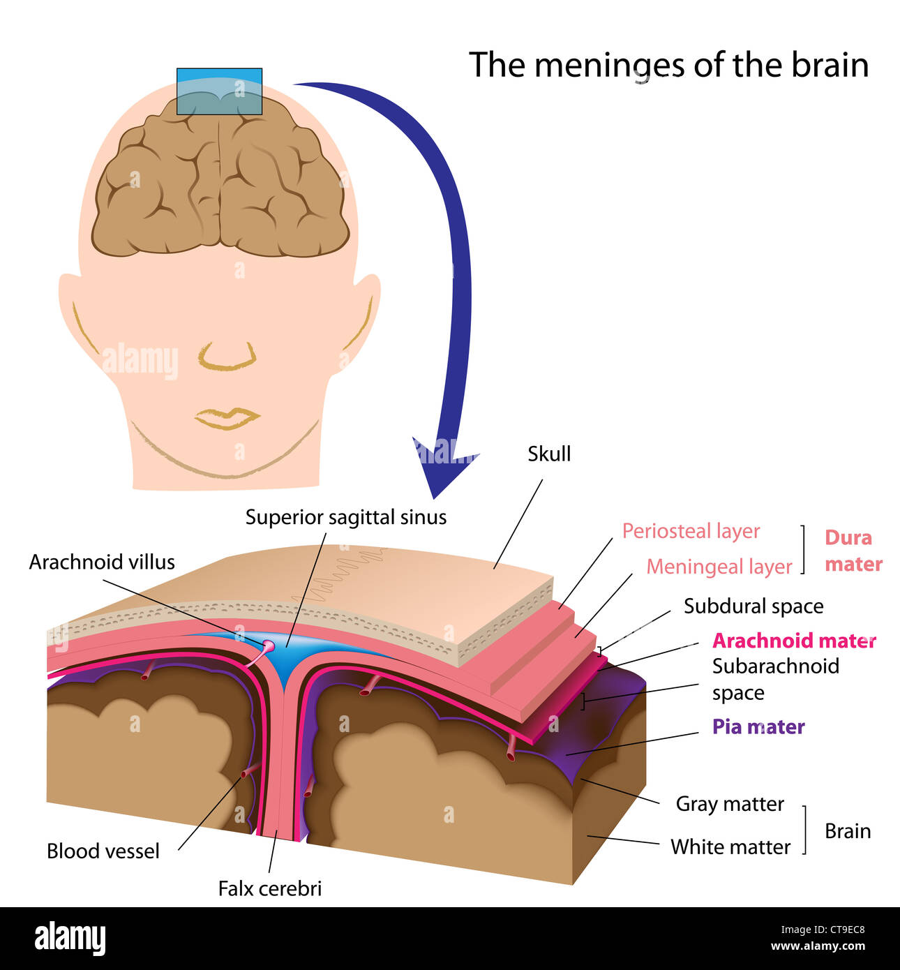 Le meningi del cervello Foto Stock