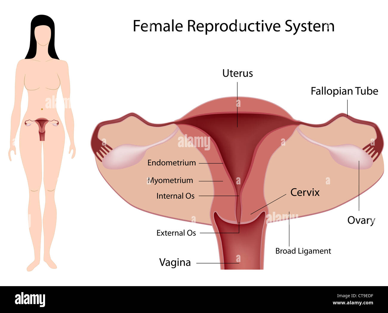 Il sistema riproduttivo femminile Foto Stock