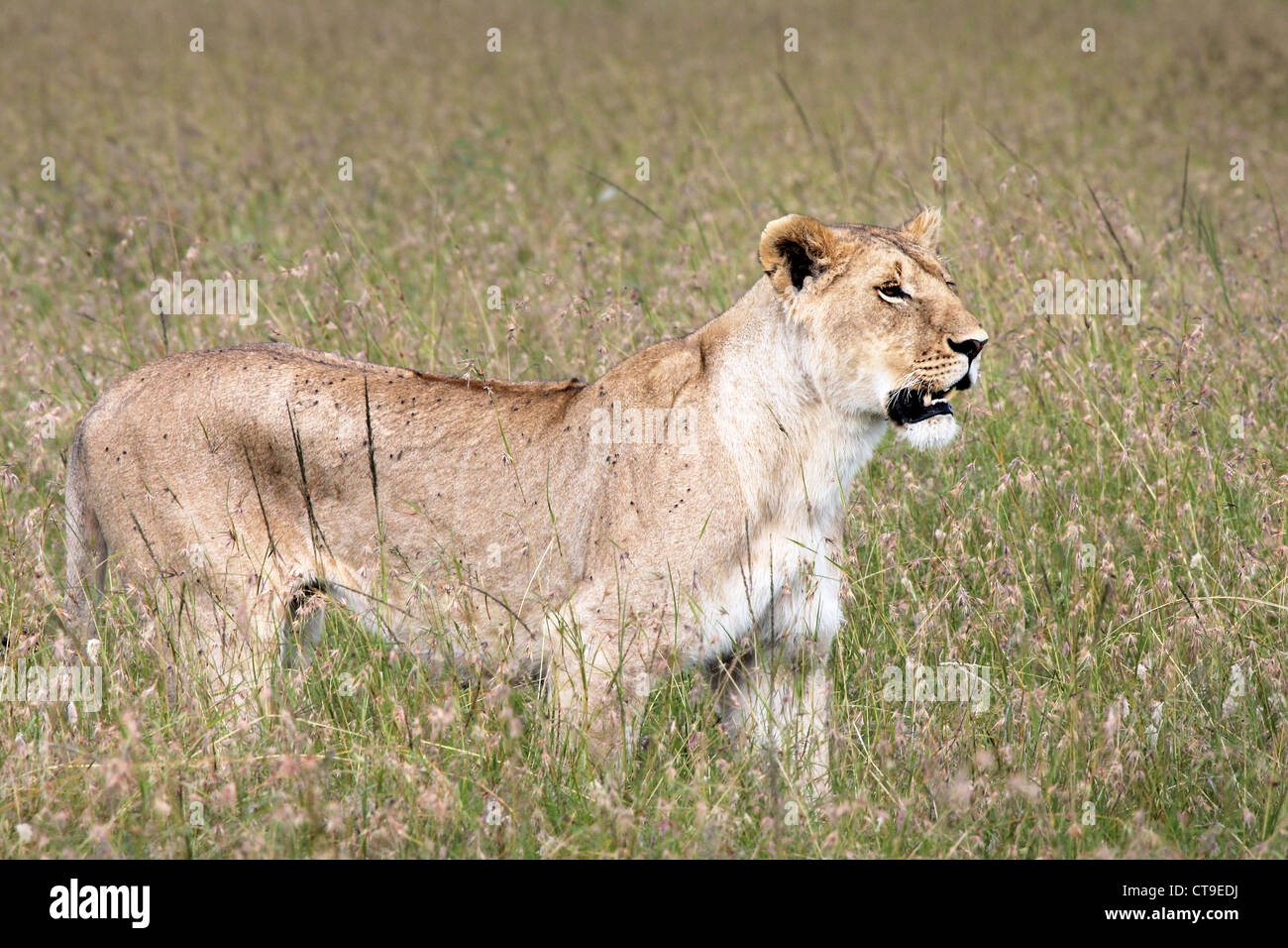 Una femmina selvatica Lion culmi nell'erba mantenendo sempre lo sguardo vigile nel Masai Mara, Kenya, Africa. Foto Stock