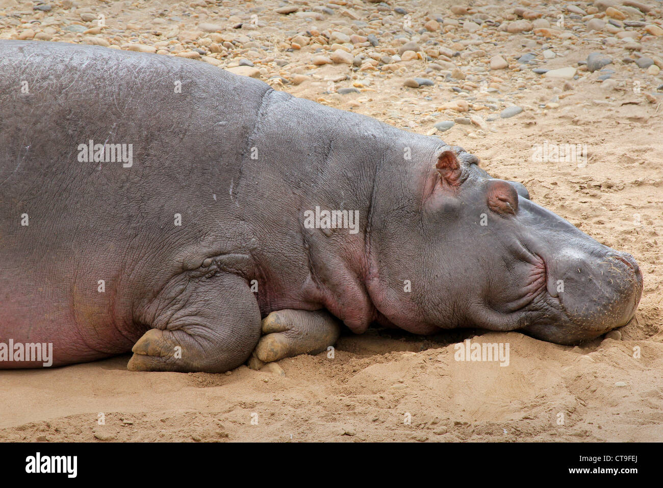 Un selvaggio ippopotamo dorme sulla banca del fiume di Mara nel Masai Mara, Kenya, Africa. Foto Stock