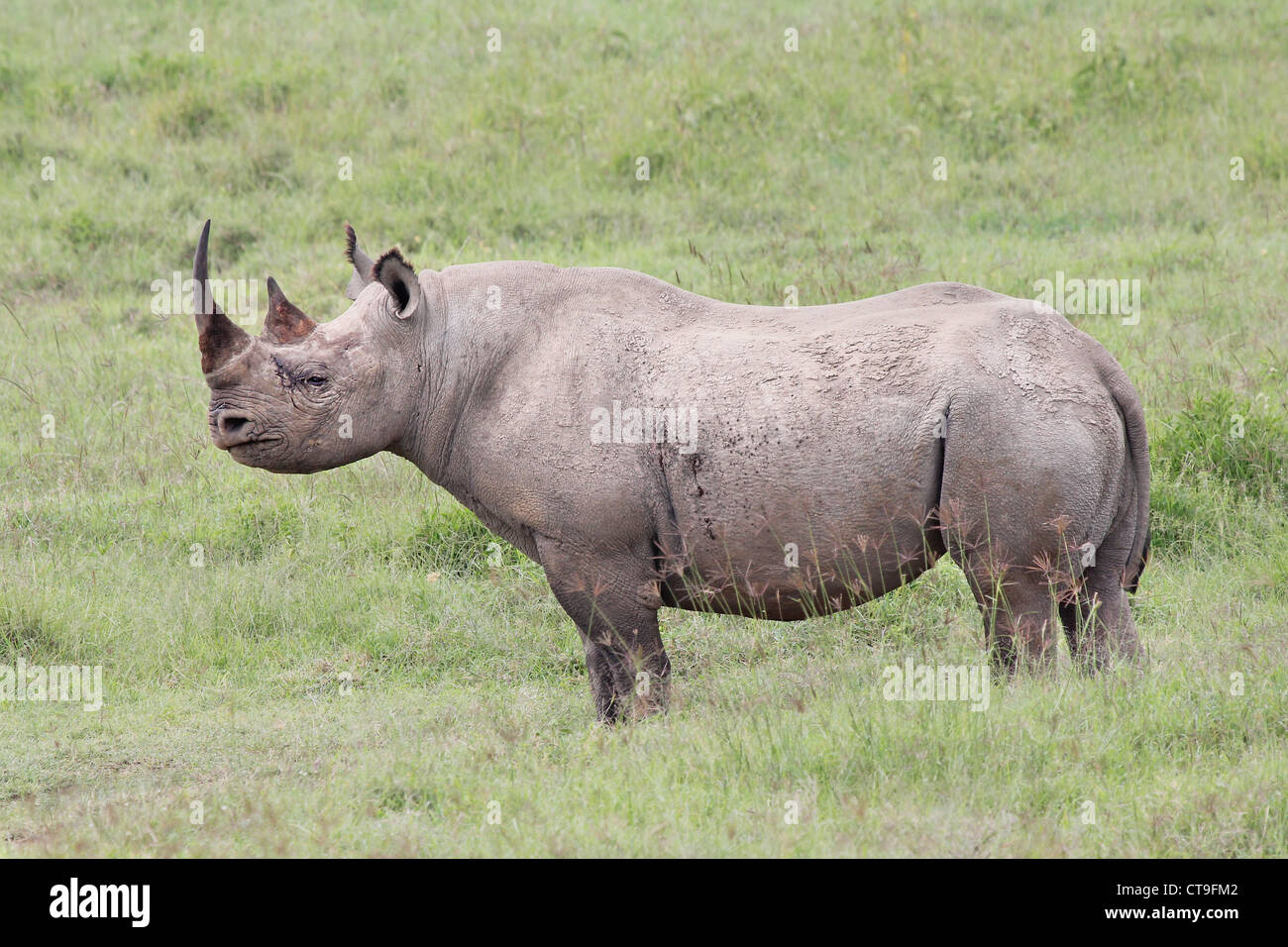 Il rinoceronte nero (Diceros simum) è la maggior parte degli animali in pericolo di estinzione in Africa. Visto qui dopo una sanguinosa lotta in Kenya. Foto Stock