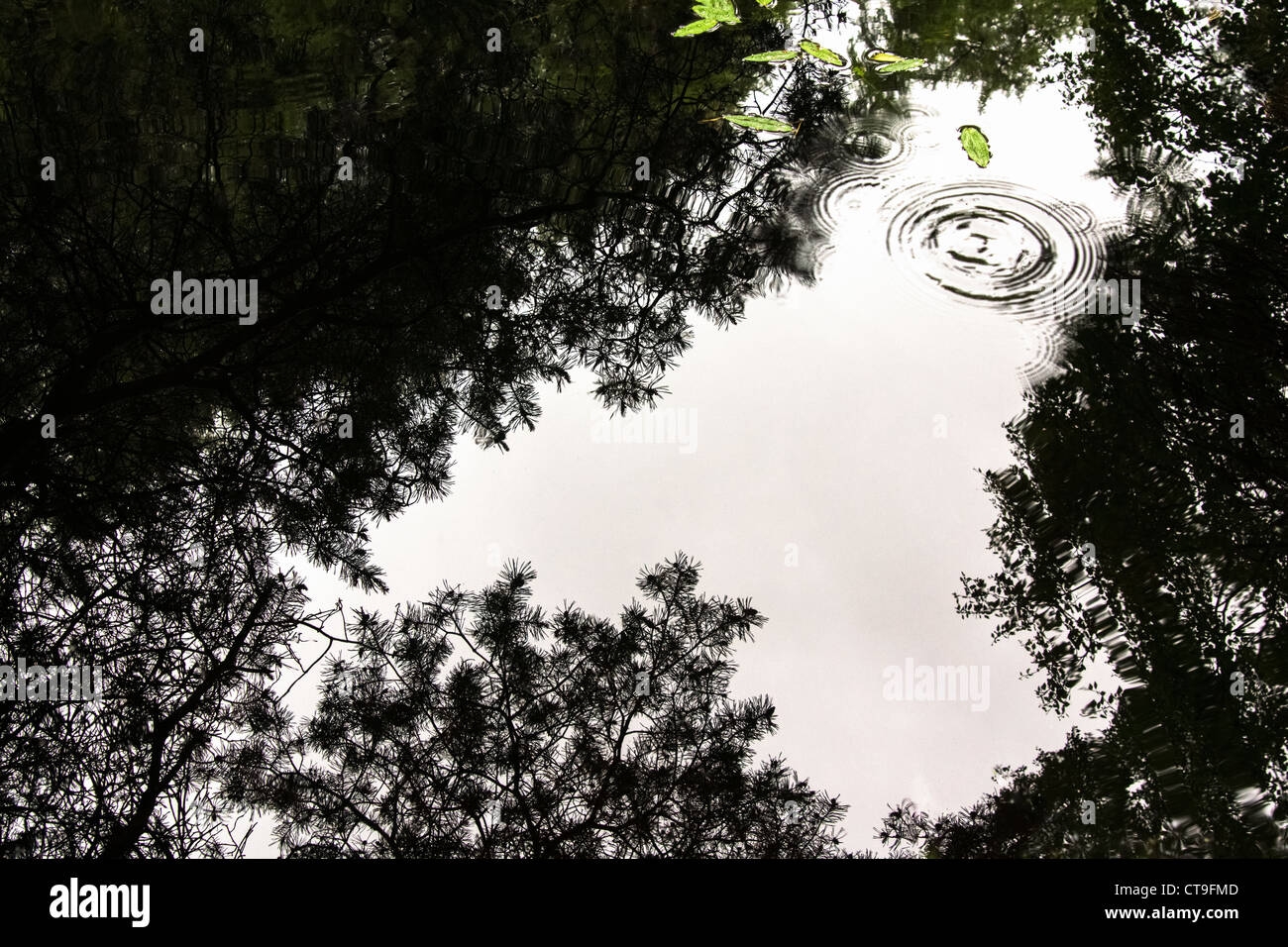 Ripples dalla goccia di pioggia colpendo l'acqua, disturbando il riflesso perfetto di alberi. Allen banche a piedi in Northumberland. Foto Stock