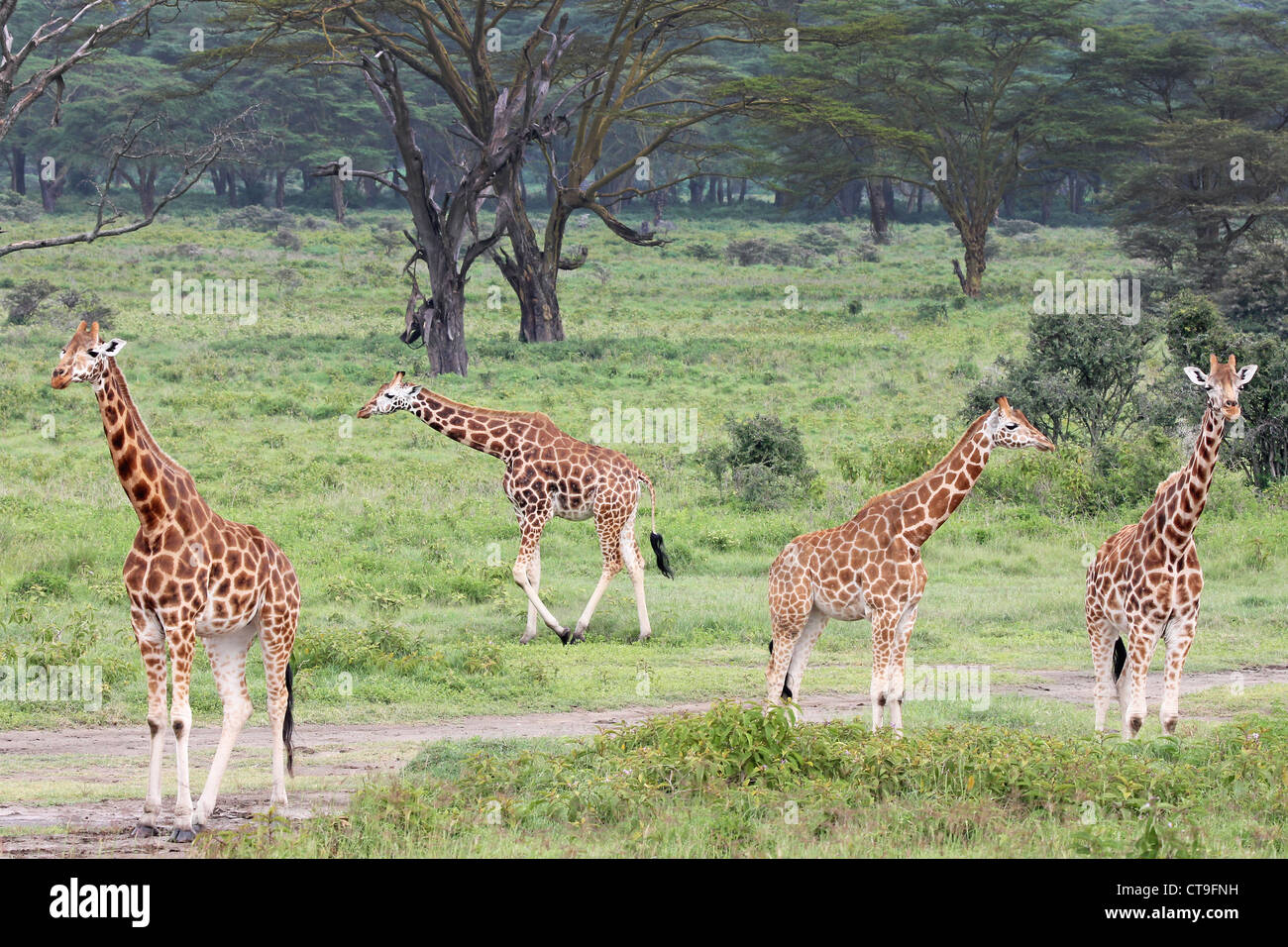 Un gruppo selvaggio di gravemente minacciate di estinzione Giraffa Rothschild (Giraffa camelopardalis rothschildi) a Lake Nakuru, Kenya, Africa. Foto Stock