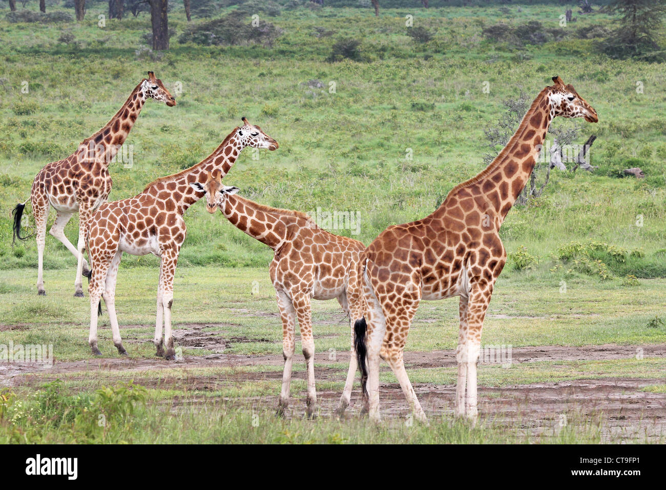 Un gruppo selvaggio di gravemente minacciate di estinzione Giraffa Rothschild (Giraffa camelopardalis rothschildi) a Lake Nakuru, Kenya, Africa. Foto Stock