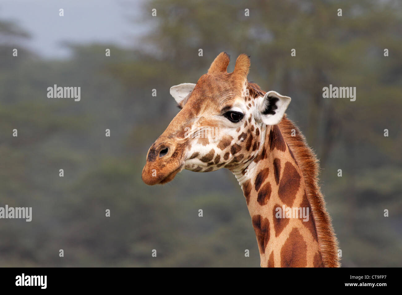 Un selvaggio gravemente minacciate di estinzione Giraffa Rothschild (Giraffa camelopardalis rothschildi) a Lake Nakuru, Kenya, Africa. Foto Stock