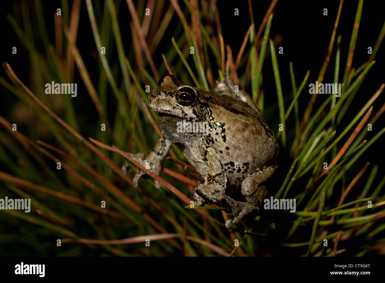 Northern Treefrog grigio (Hyla versicolor) chiamando Foto Stock