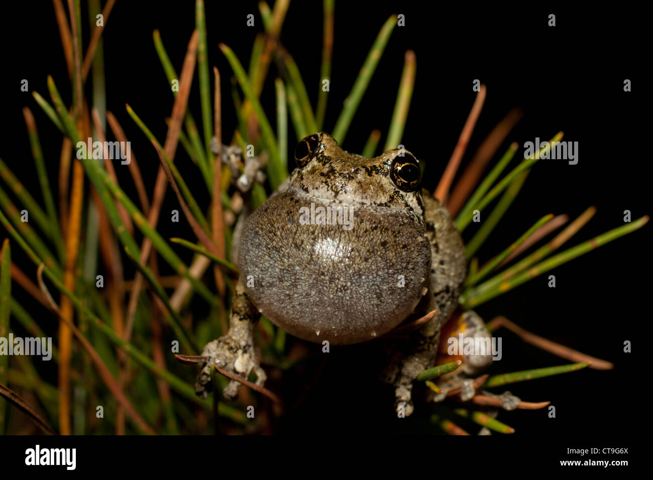 Northern Treefrog grigio (Hyla versicolor) chiamando Foto Stock