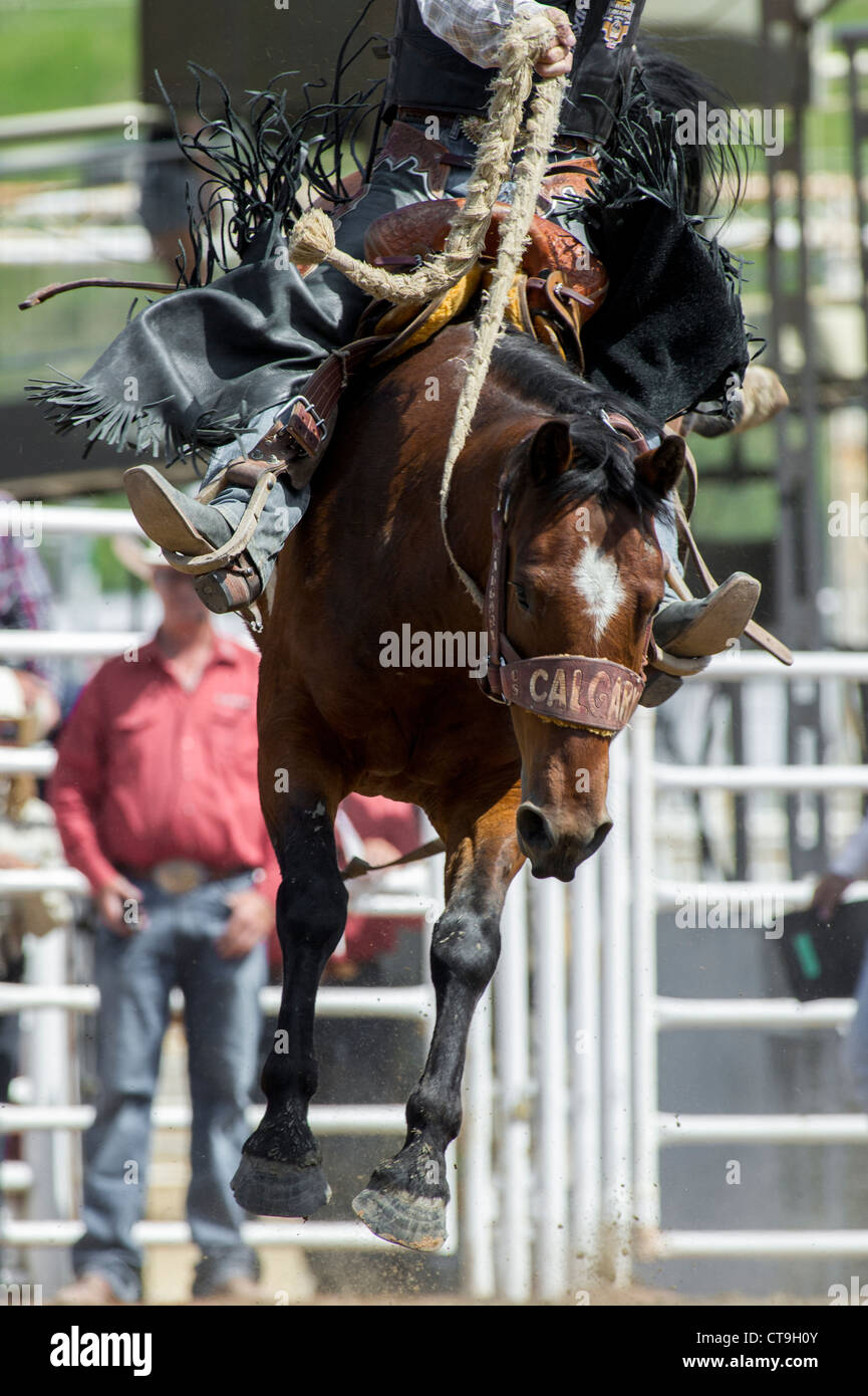 Saddle bronc evento a Calgary Stampede Rodeo Foto Stock