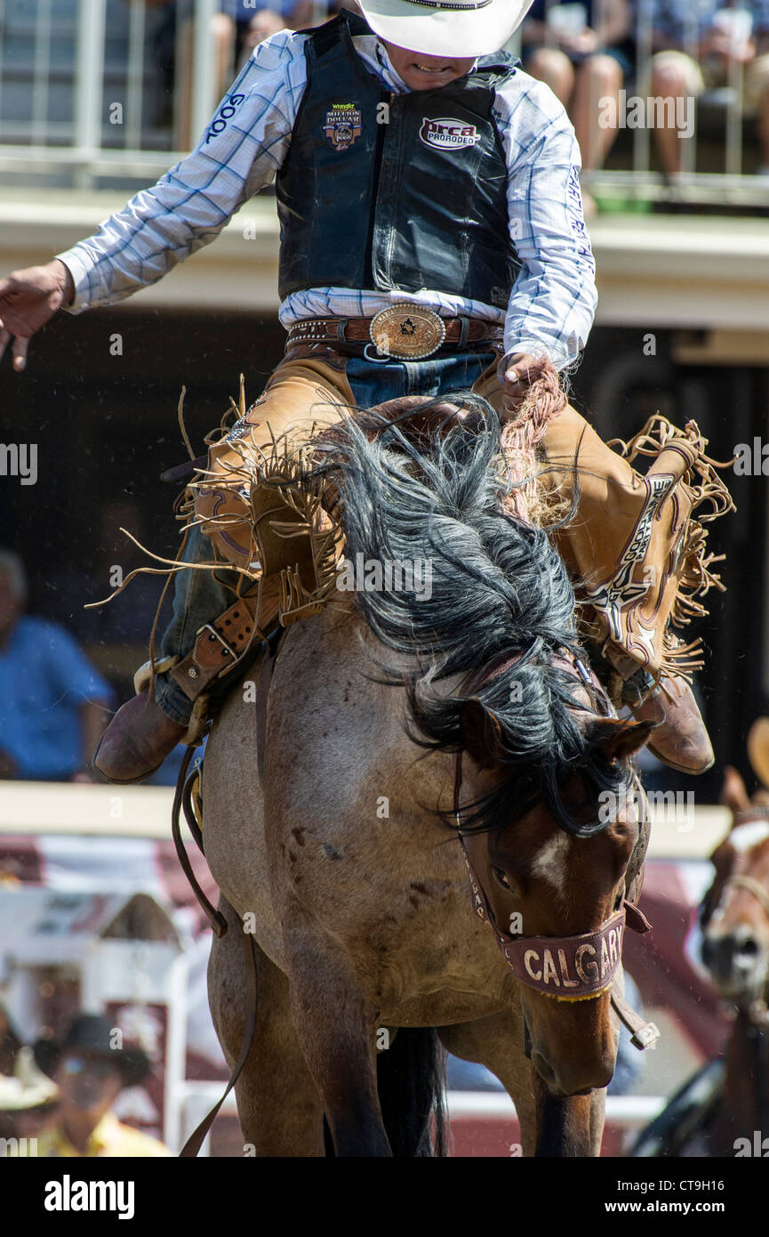 Saddle bronc evento a Calgary Stampede Rodeo Foto Stock