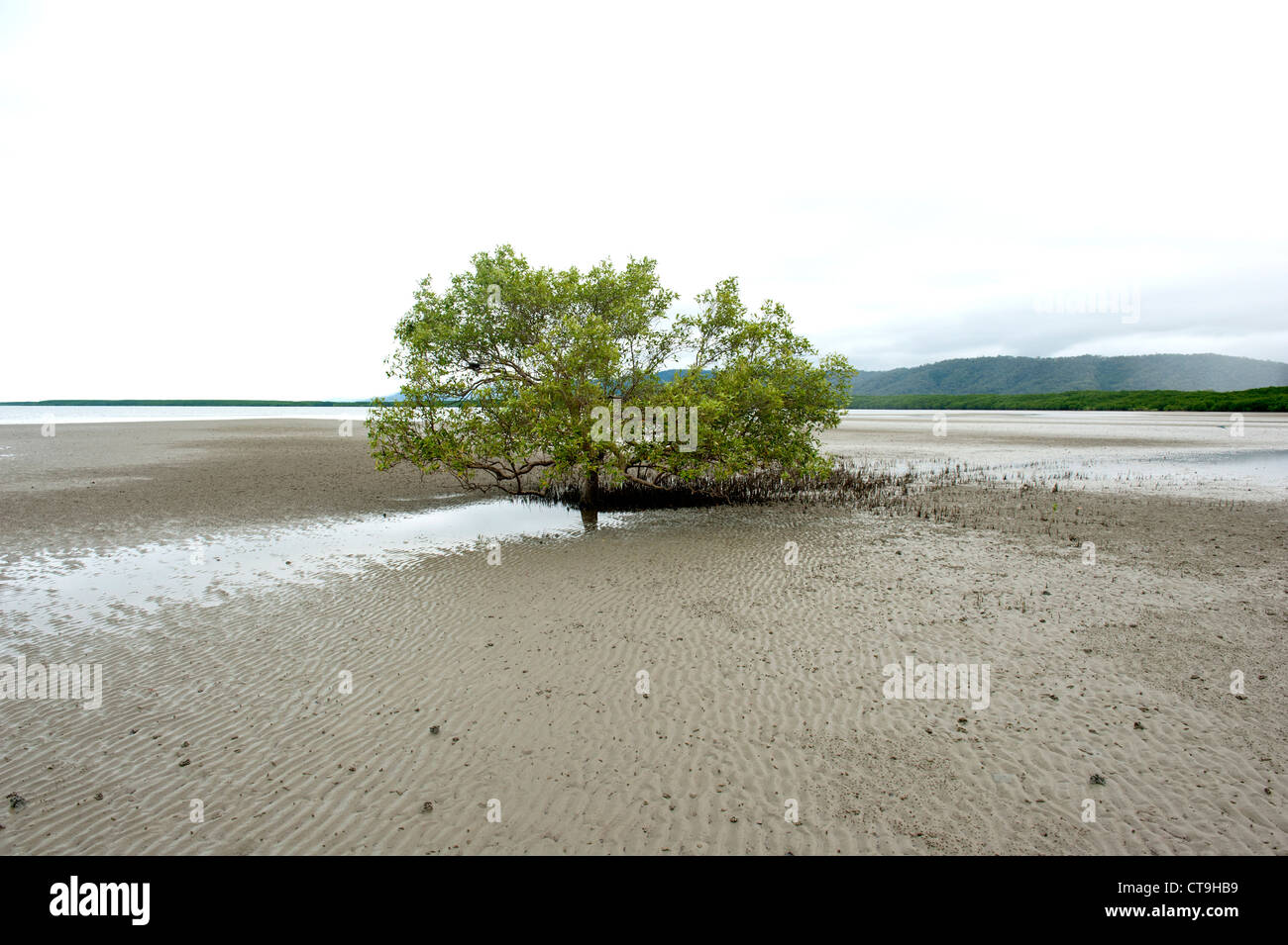 Singola crescente di mangrovie su vasta velme di Cooya Beach nel lontano Nord Queensland, Australia Foto Stock