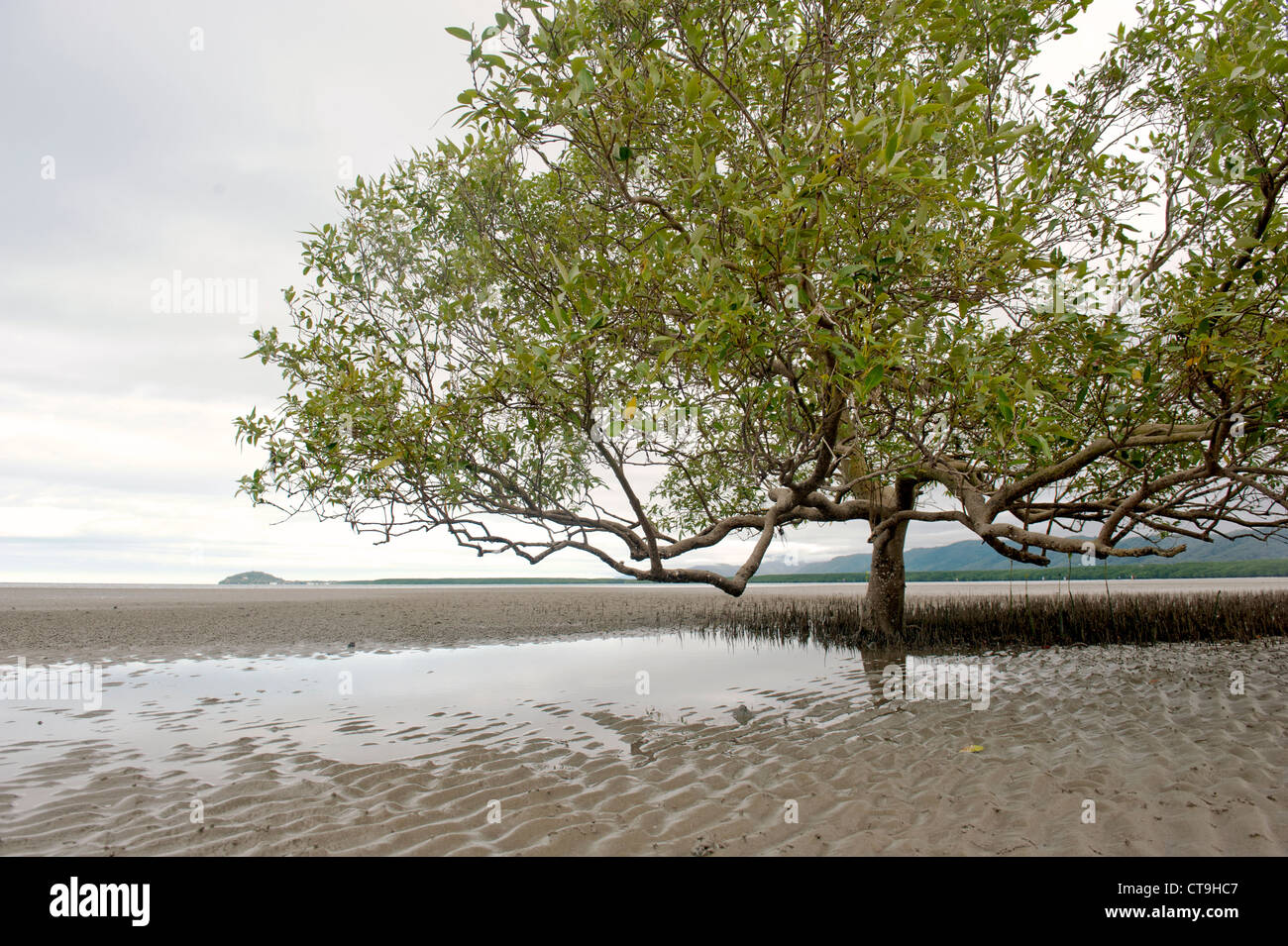 Un unico grande mangrovie cresce nel vasto velme di Cooya Beach nel lontano Nord Queensland, Australia Foto Stock