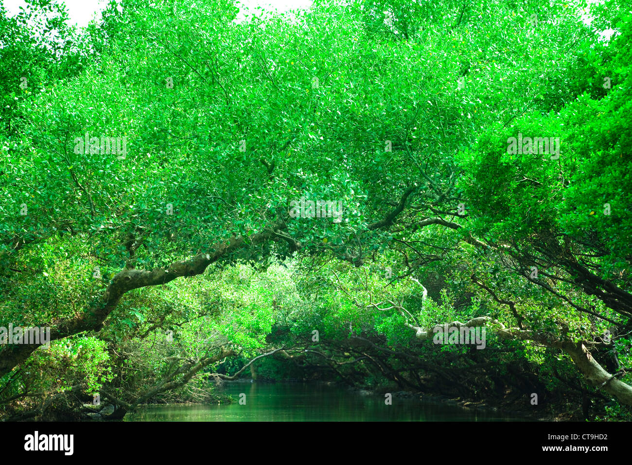 Verde foresta di pioggia nell isola del Pacifico Foto Stock