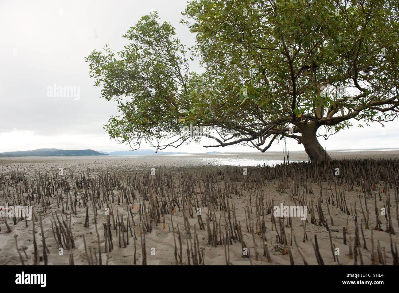 Un unico grande mangrovie cresce nel vasto velme di Cooya Beach nel lontano Nord Queensland, Australia Foto Stock