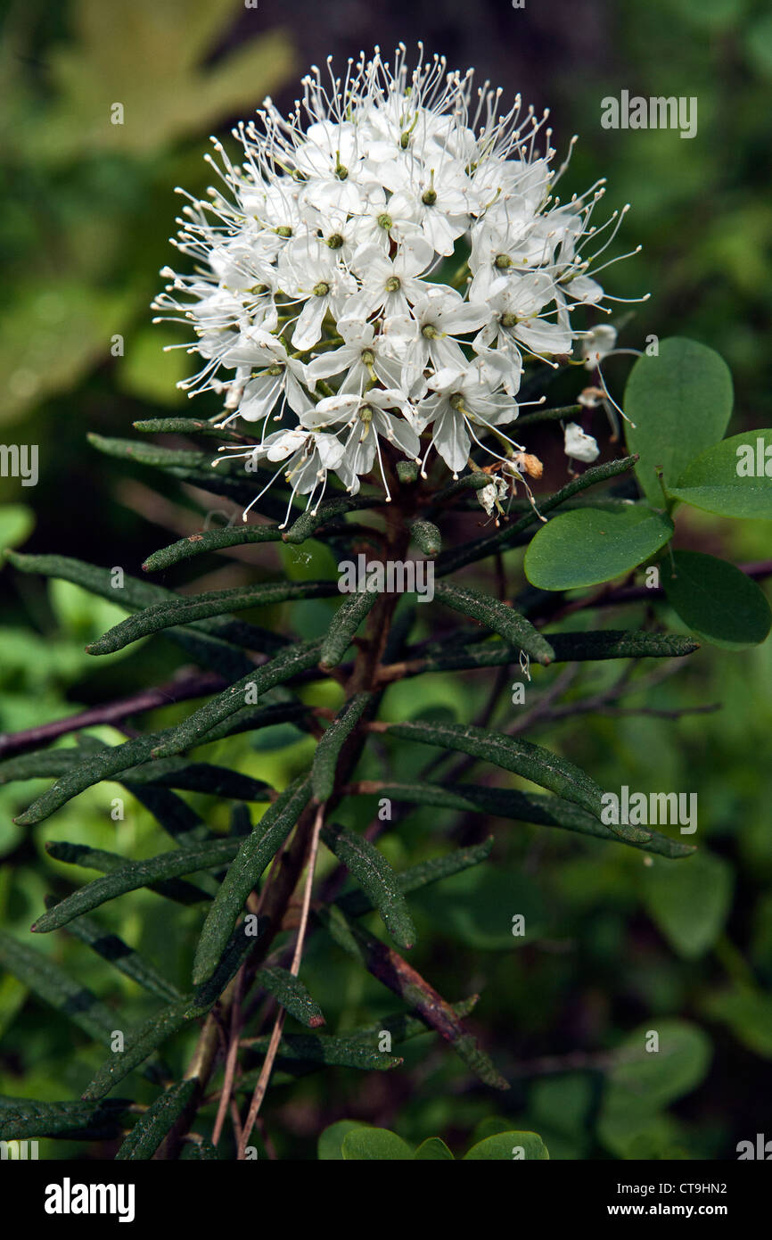 Chiusura del Labrador-tea Ledum palustre fiori anche il nome di rosmarino selvatico o tè di palude Foto Stock