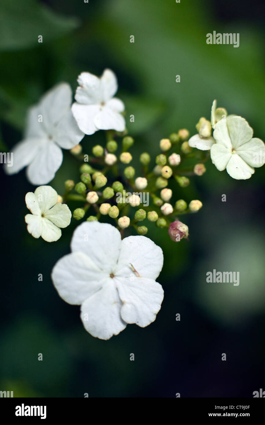 Viburnum opulus fiori o viburno Rose, acqua sambuco, Cranberrybush europea, crampi corteccia, Snowball Tree in primo piano Foto Stock