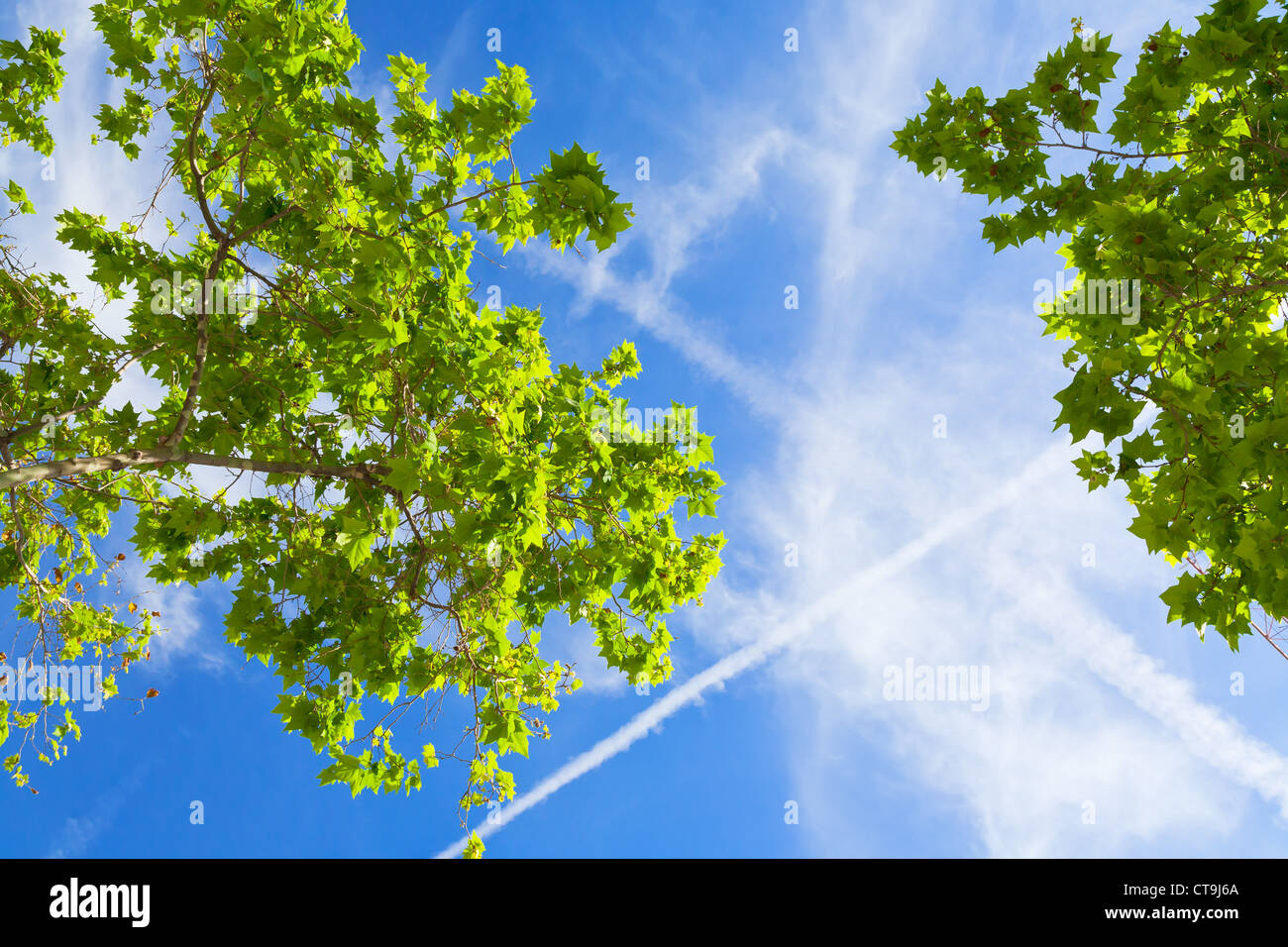 Molla di cielo blu con nuvole bianche e foglie verdi Foto Stock