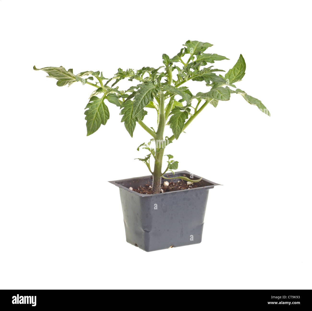 Piantine di pomodoro pronte per il trapianto in un giardino di casa Foto Stock