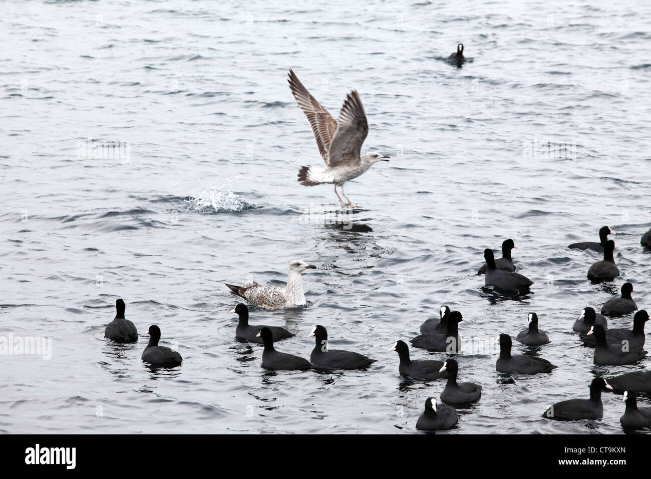 Black Duck sulle onde del mare, Pampean dive (Netta peposaca) Foto Stock
