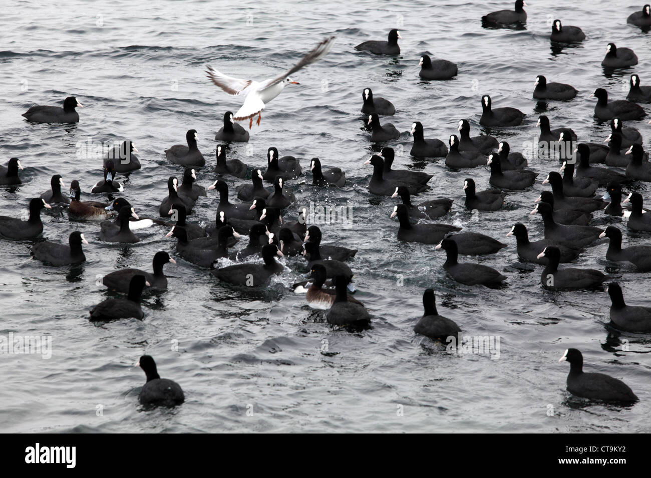 Black Duck sulle onde del mare, Pampean dive (Netta peposaca) Foto Stock