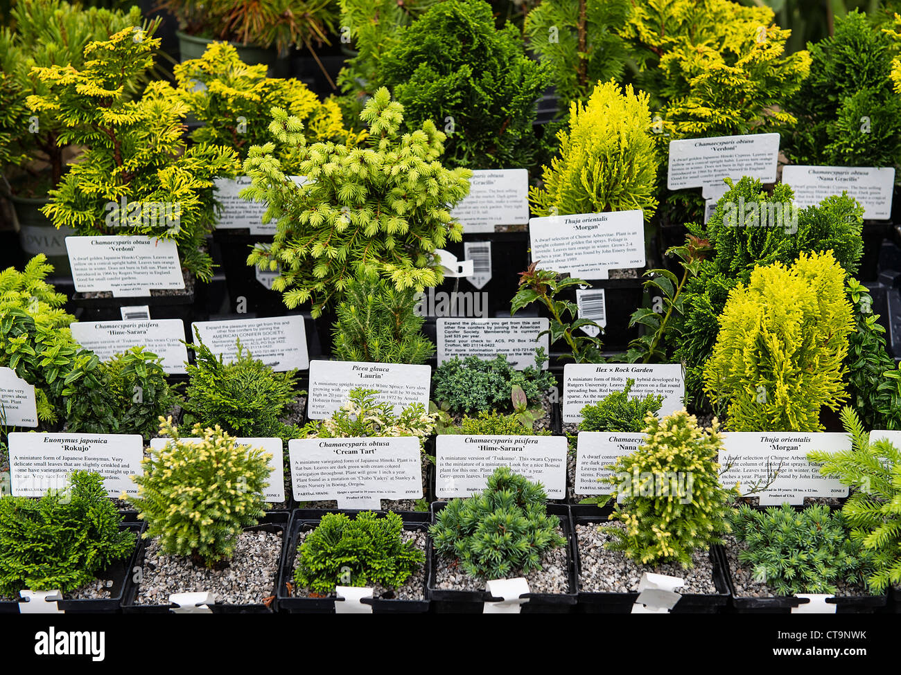 Bonsai selezione vegetale al garden center. Foto Stock