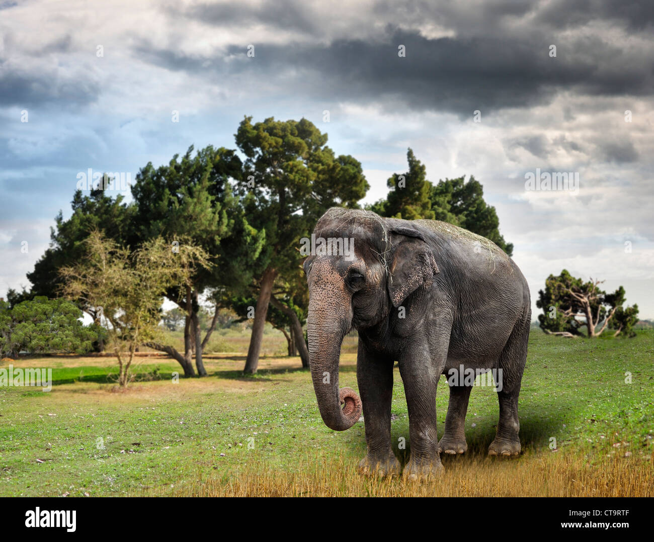 Elefante asiatico camminare sull'erba Foto Stock