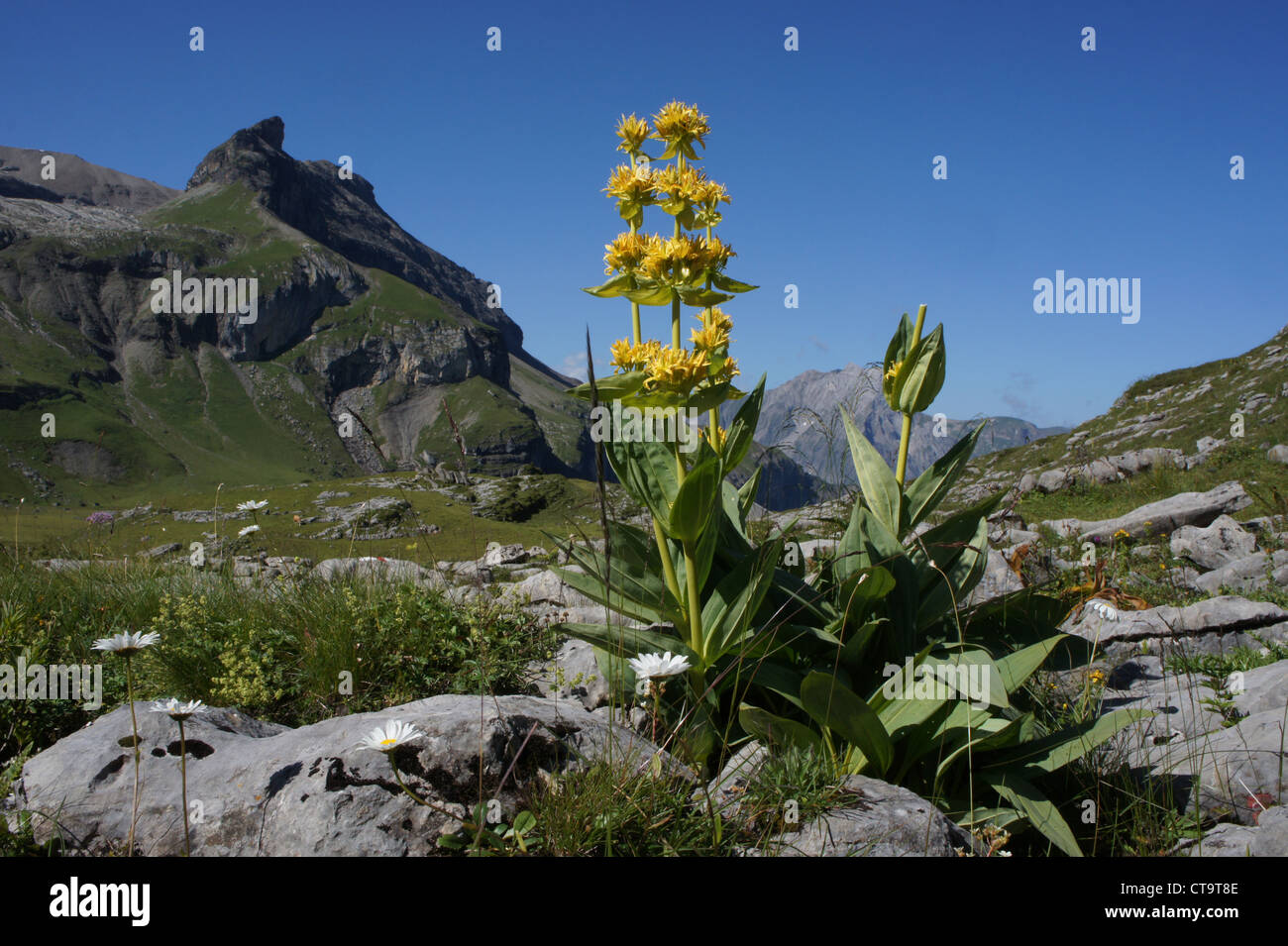 Gentiane giallo, Alp Hohkien, Kiental, alpi Bernesi, Svizzera Foto Stock