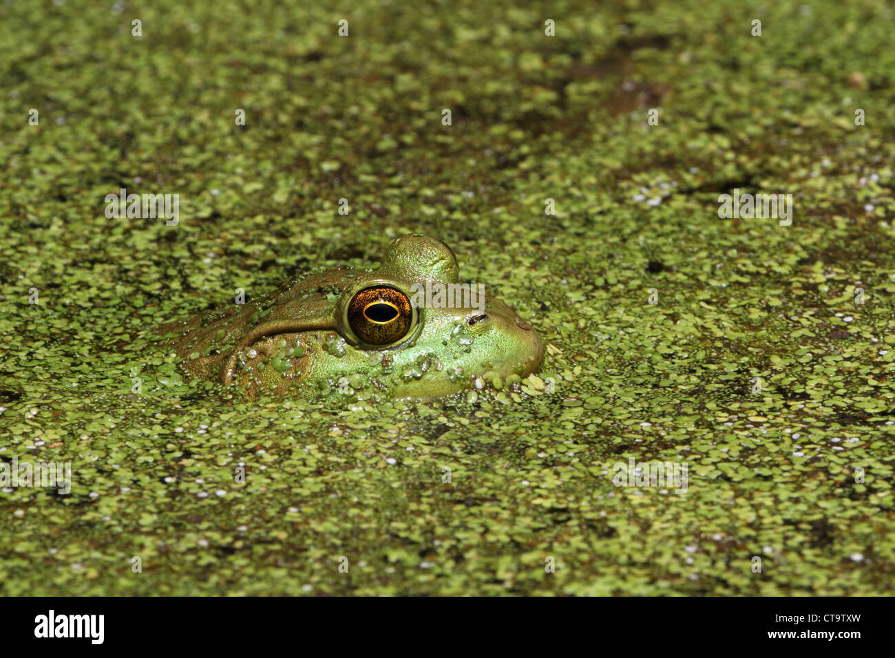 Un American Bullfrog, Rana catesbeiana sommerso in alghe di un laghetto. Signore Stirling Park, Basking Ridge, New Jersey, STATI UNITI D'AMERICA Foto Stock