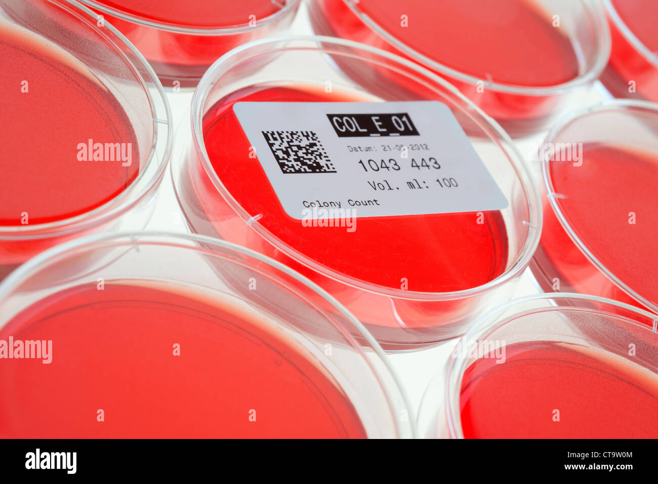 Piastre di Petri per ispezionare i campioni sulla presenza di batteri coliformi. Foto Stock
