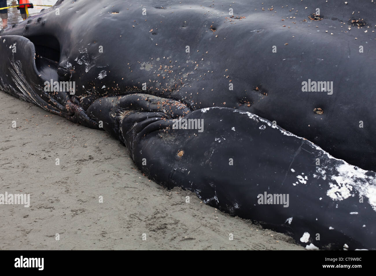 I capretti Humpback Whale lavaggi a terra e morì in roccia bianca BC Canada, 12 giugno 2012 Foto Stock