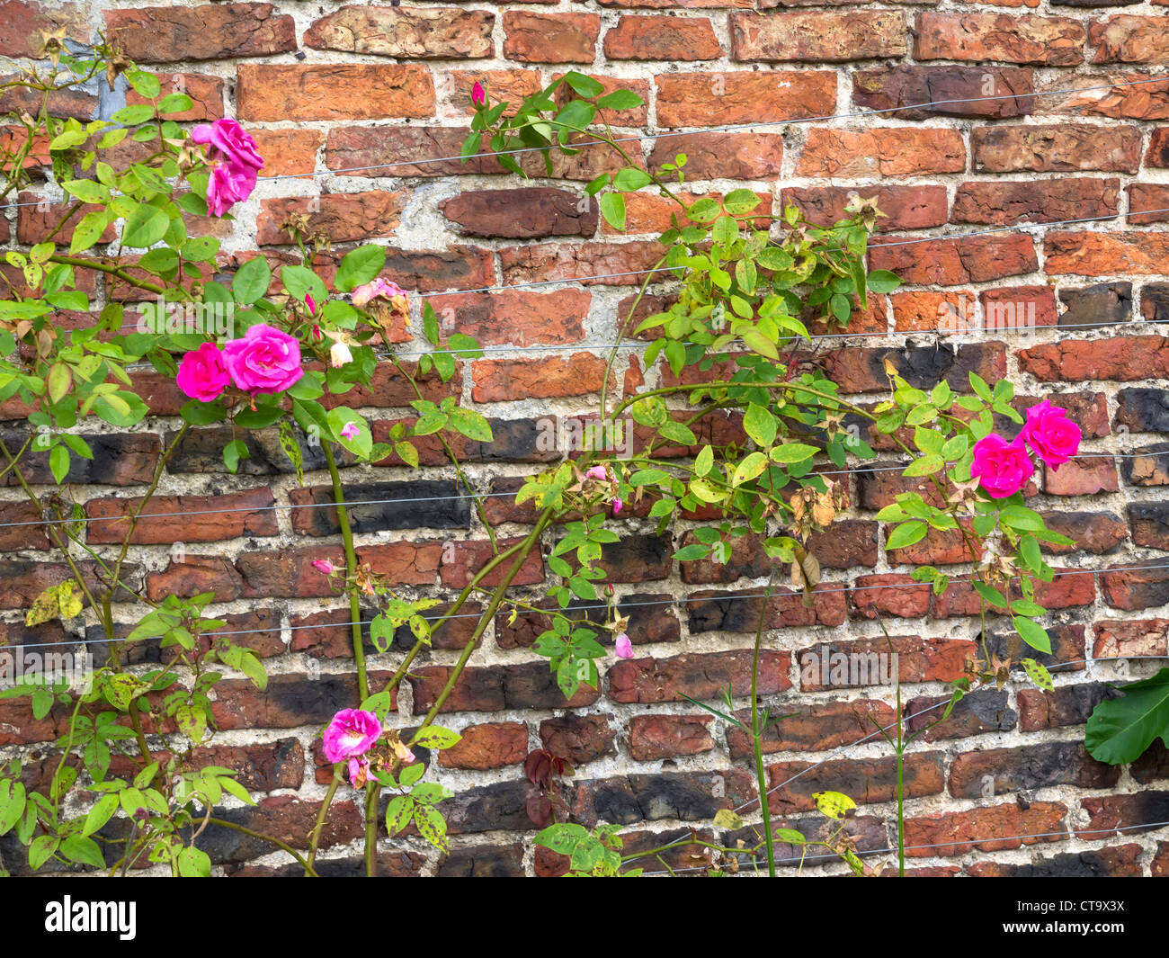 Inglese tradizionale Rambler rose che cresce su un vecchio muro di mattoni in Helmsley Walled Garden Foto Stock