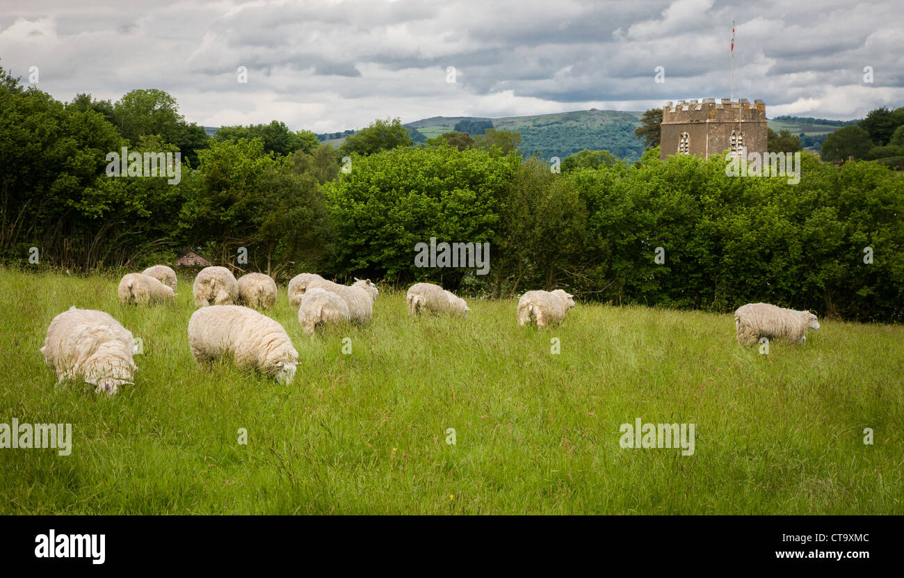 Pecore pascolano in un campo nei pressi di torre della chiesa di Holne un villaggio a Dartmoor Devon Regno Unito Foto Stock