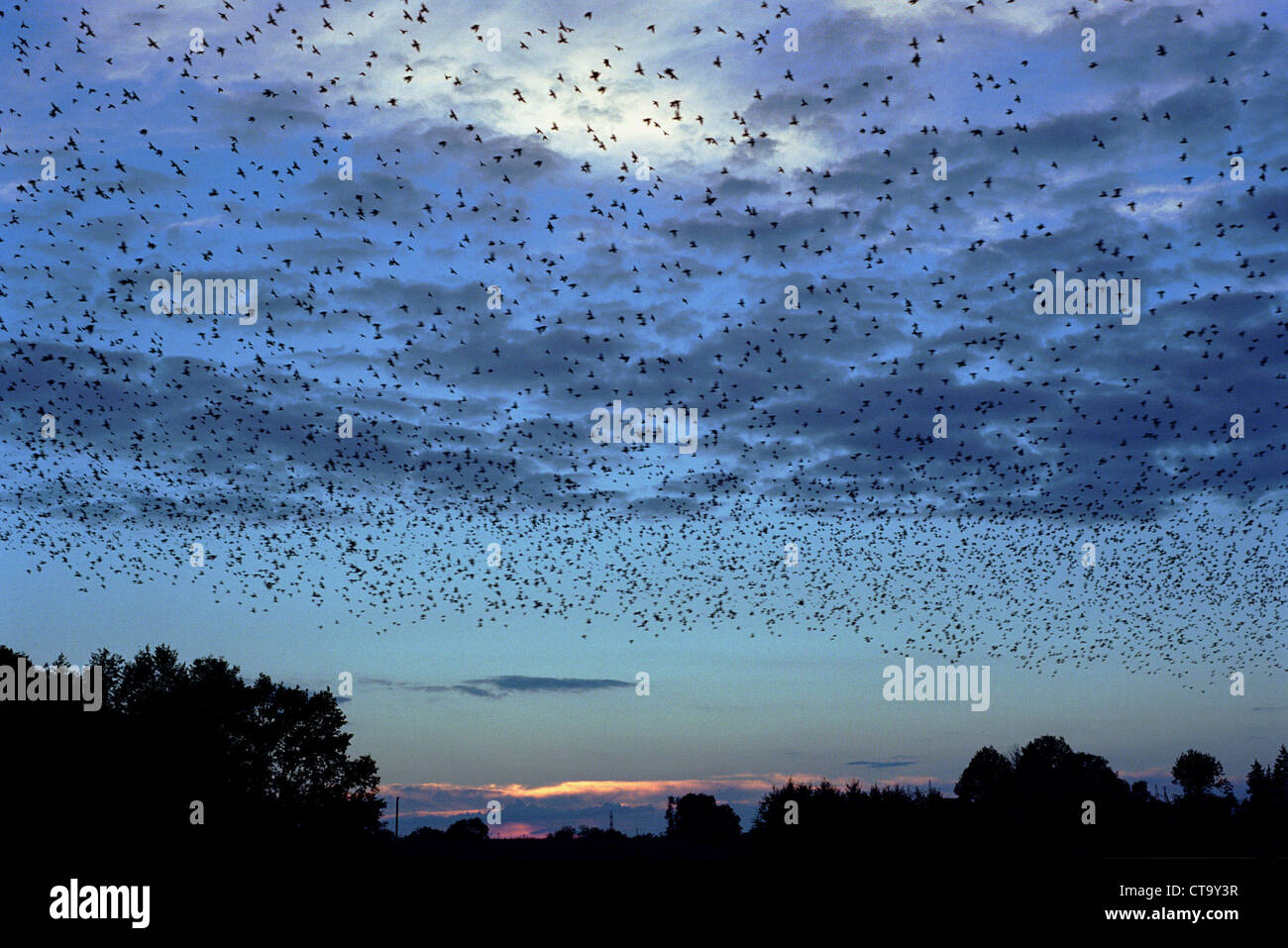 Stormo di uccelli nel crepuscolo, Lituania Foto Stock