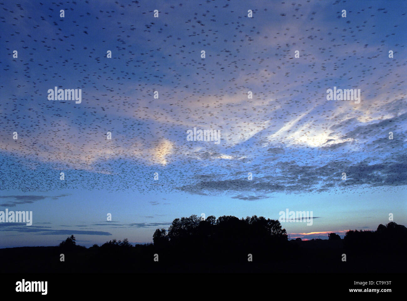 Stormo di uccelli nel crepuscolo, Lituania Foto Stock