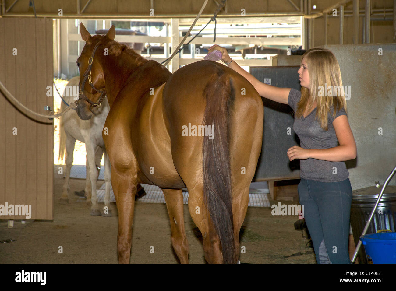 Un 4-H Club teen ragazza stati di cure per il suo cavallo a un stabile equestre nel Coto de Caza, CA. Foto Stock