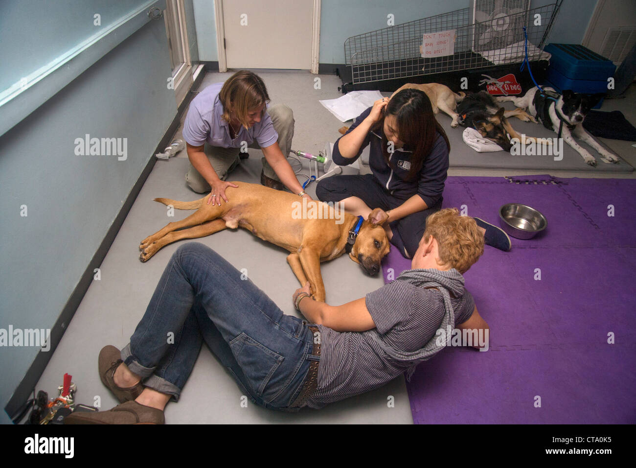 Recupero da quarti posteriori di un pregiudizio, un Ridgeback rhodesiano cane è trattata da un veterinario terapista fisico Foto Stock