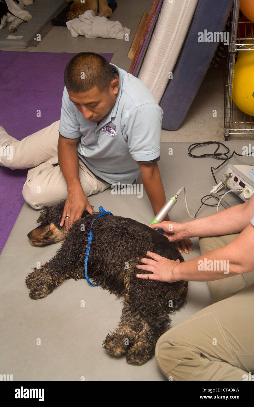 Un ispanico tecnico veterinario assiste con terapeutico trattamento laser per aiutare un cane di recuperare dal disco intervertebrale malattia Foto Stock