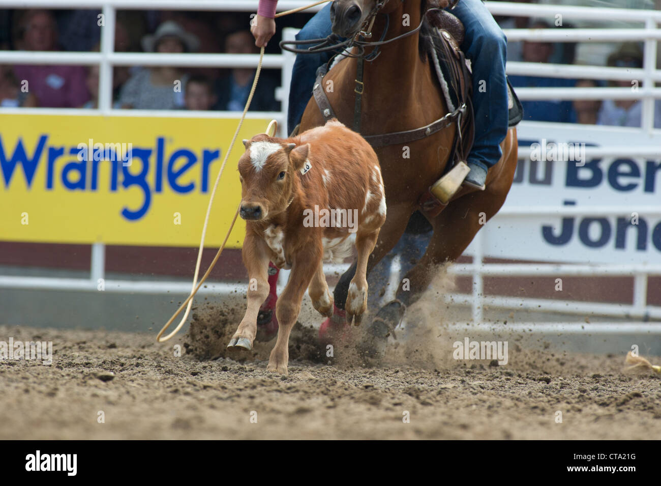 Calf roping evento a Calgary Stampede Rodeo Foto Stock