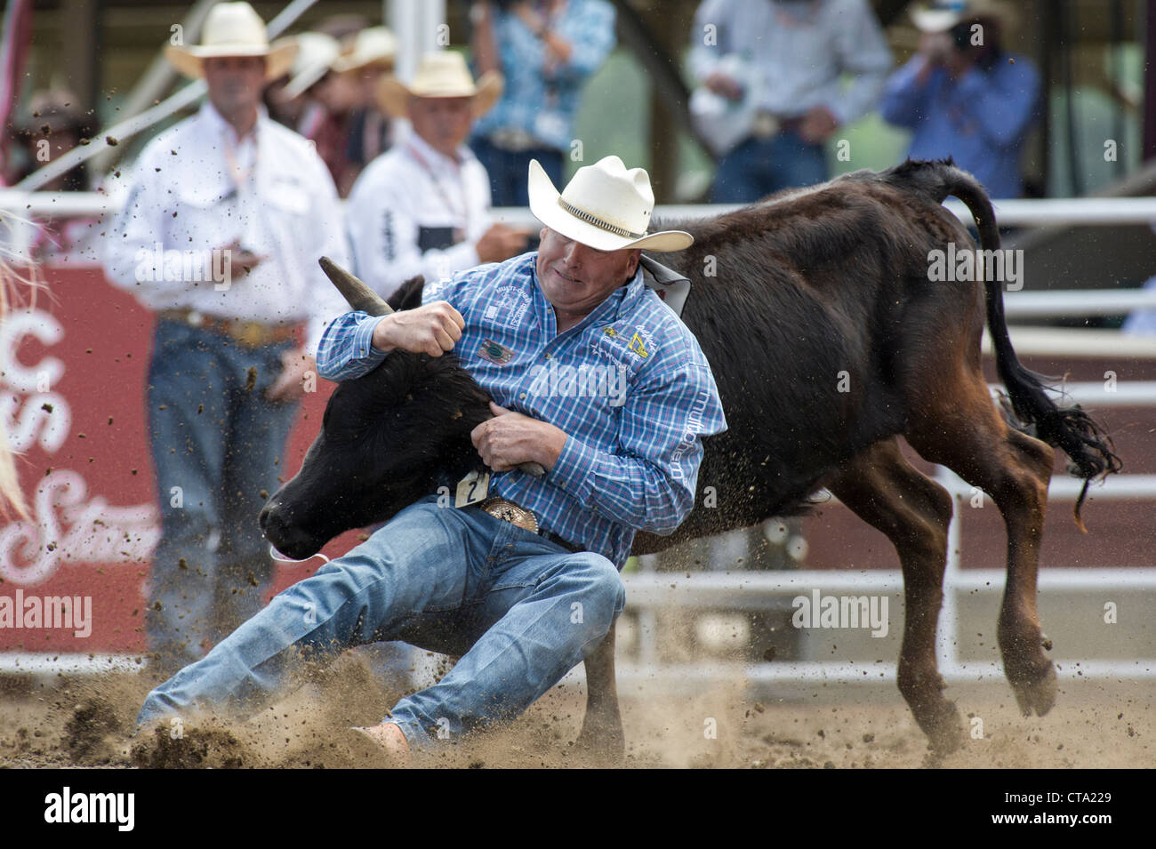 Sterzare il lottatore a Calgary Stampede Rodeo Foto Stock