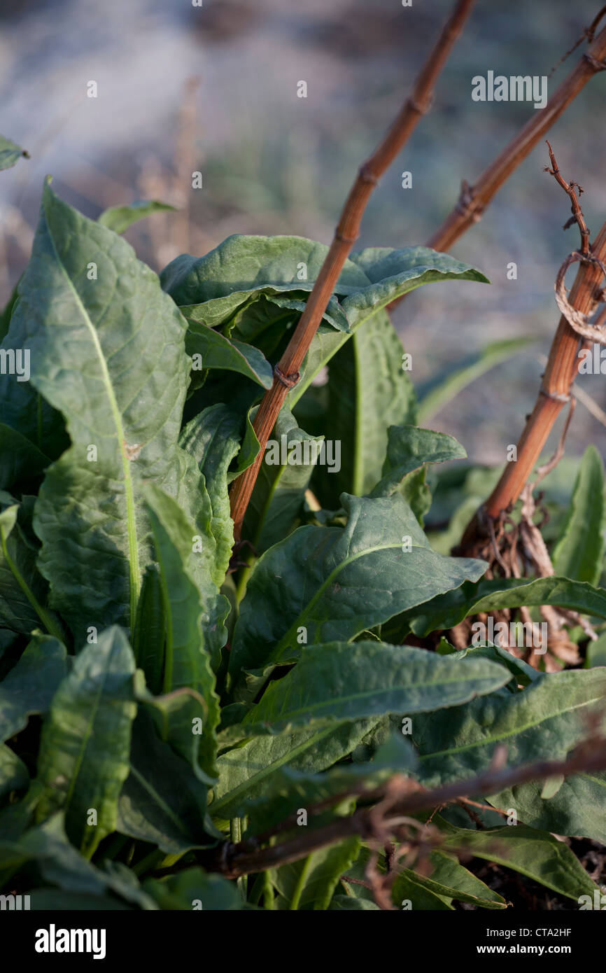 Curly Dock (Rumex crispus) foglie. Foto Stock