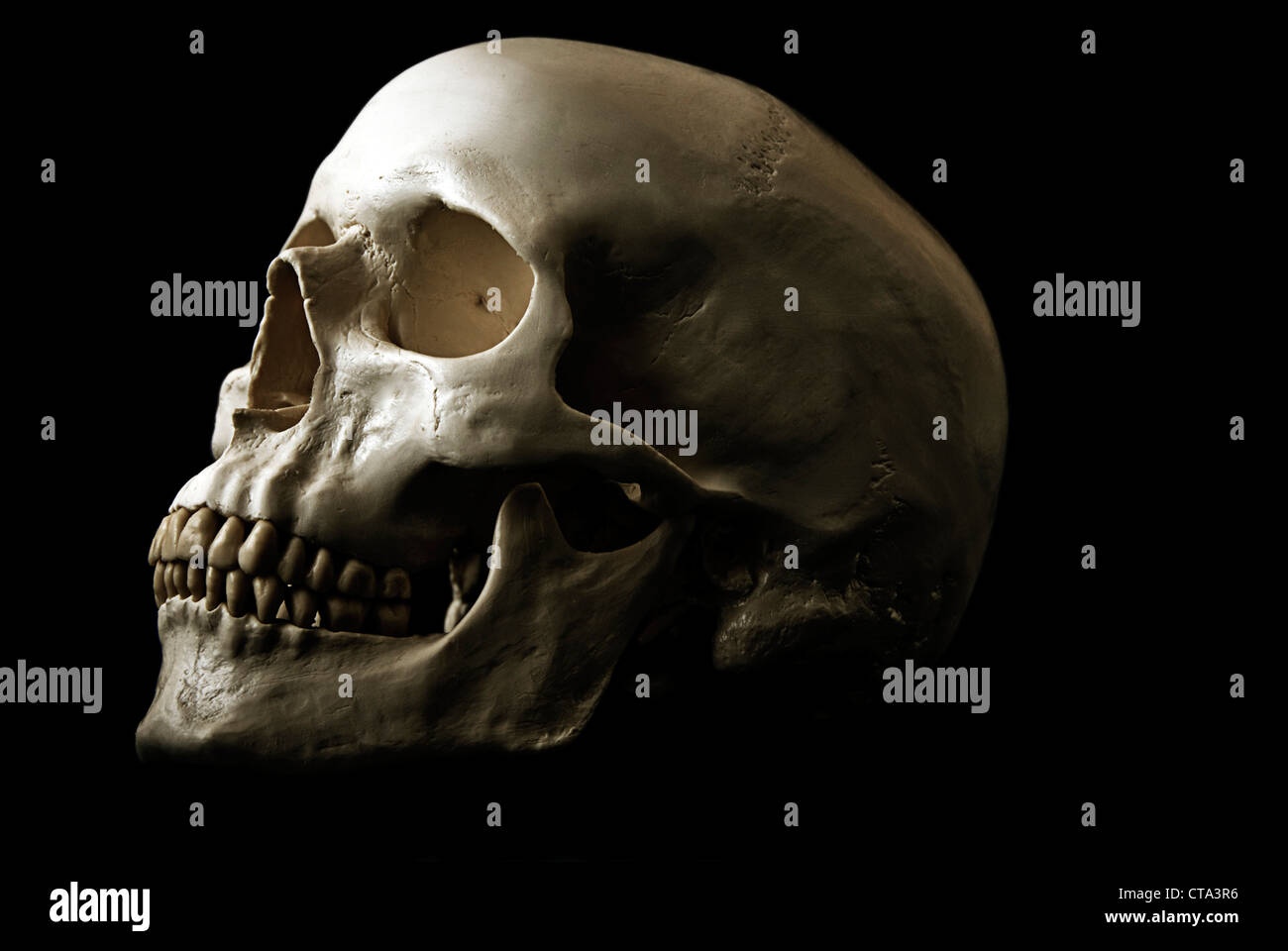 cranio umano Foto Stock