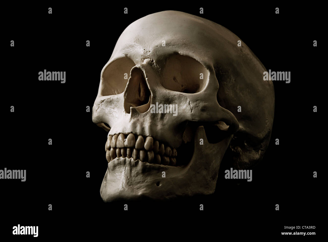 cranio umano Foto Stock