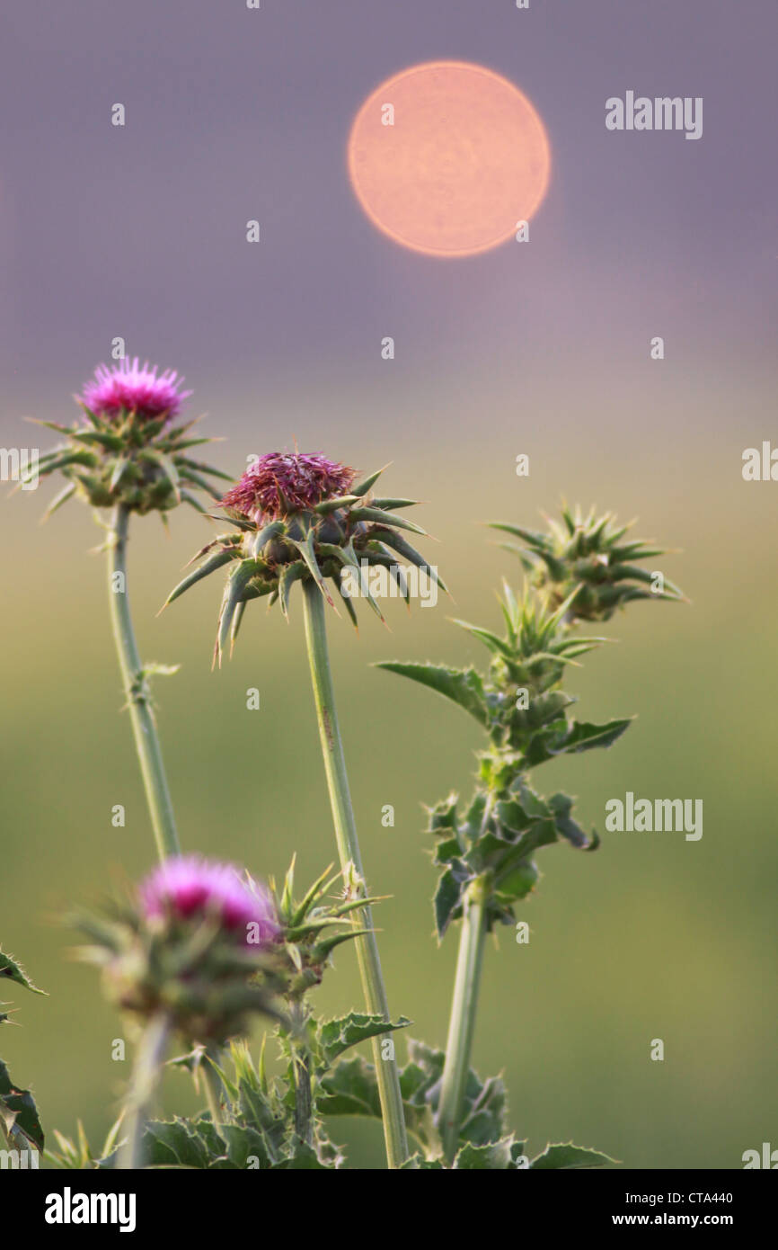 Silybum marianum - Cardo Mariano Foto Stock