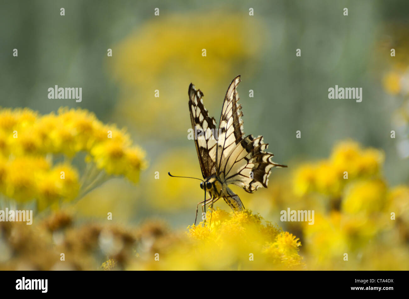 Il vecchio mondo coda forcuta (Papilio machaon) farfalla shot in Israele, Estate Giugno Foto Stock