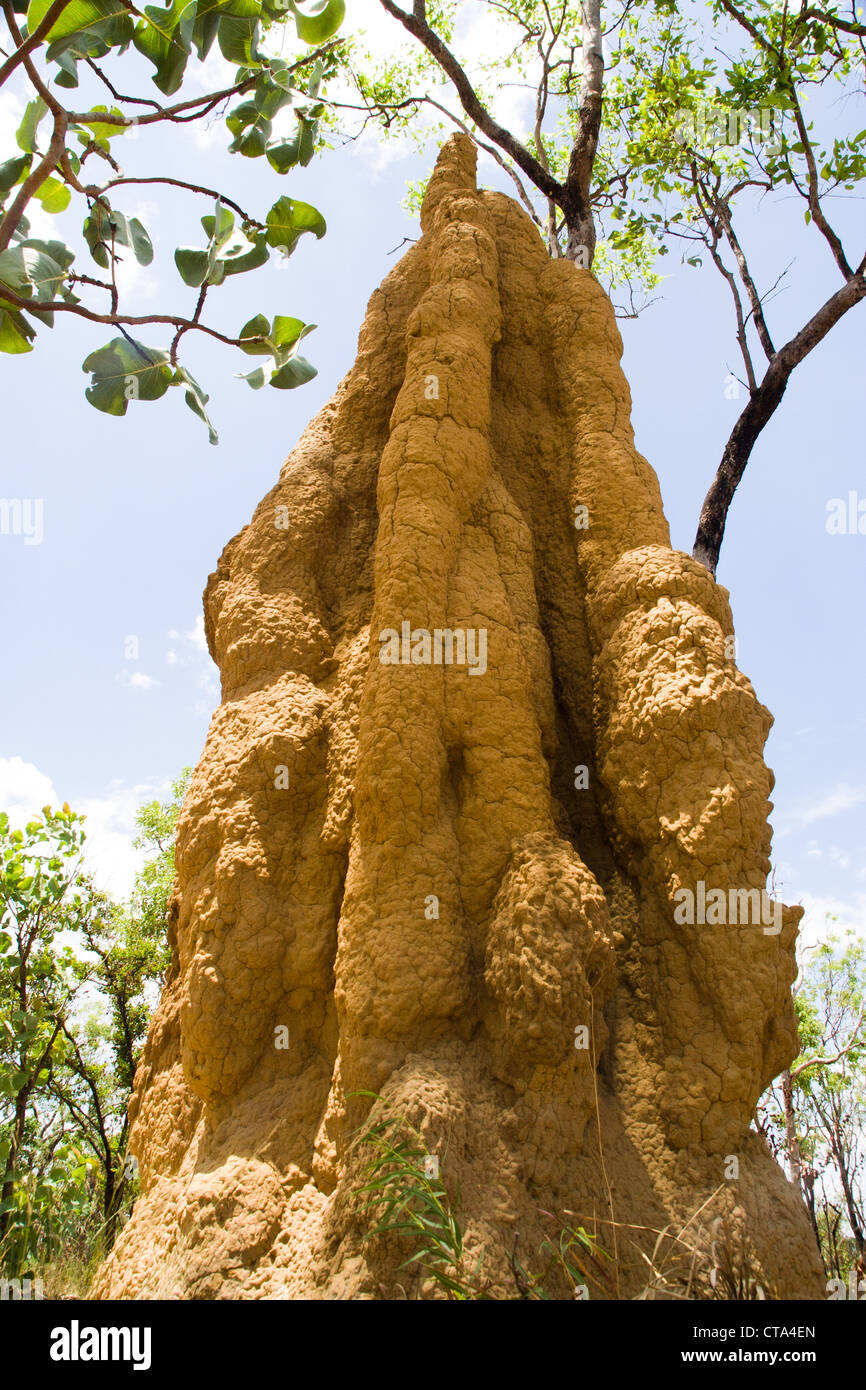 Termite gigante tumuli, Parco Nazionale Kakadu, Territorio del Nord Australia Foto Stock