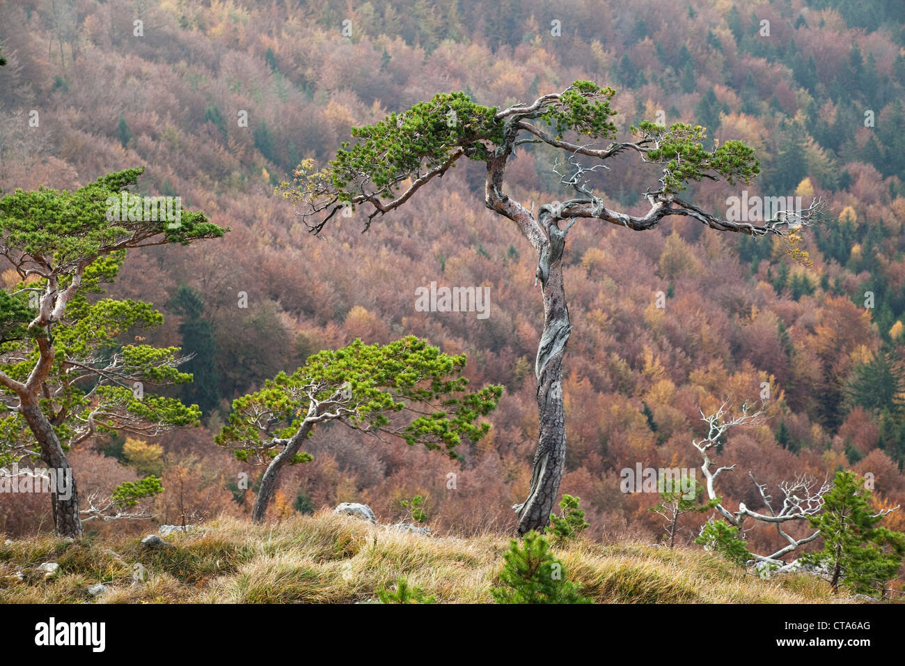 Alberi di pino (Pinus sylvestris) in autunno, Alta Baviera, Germania Foto Stock