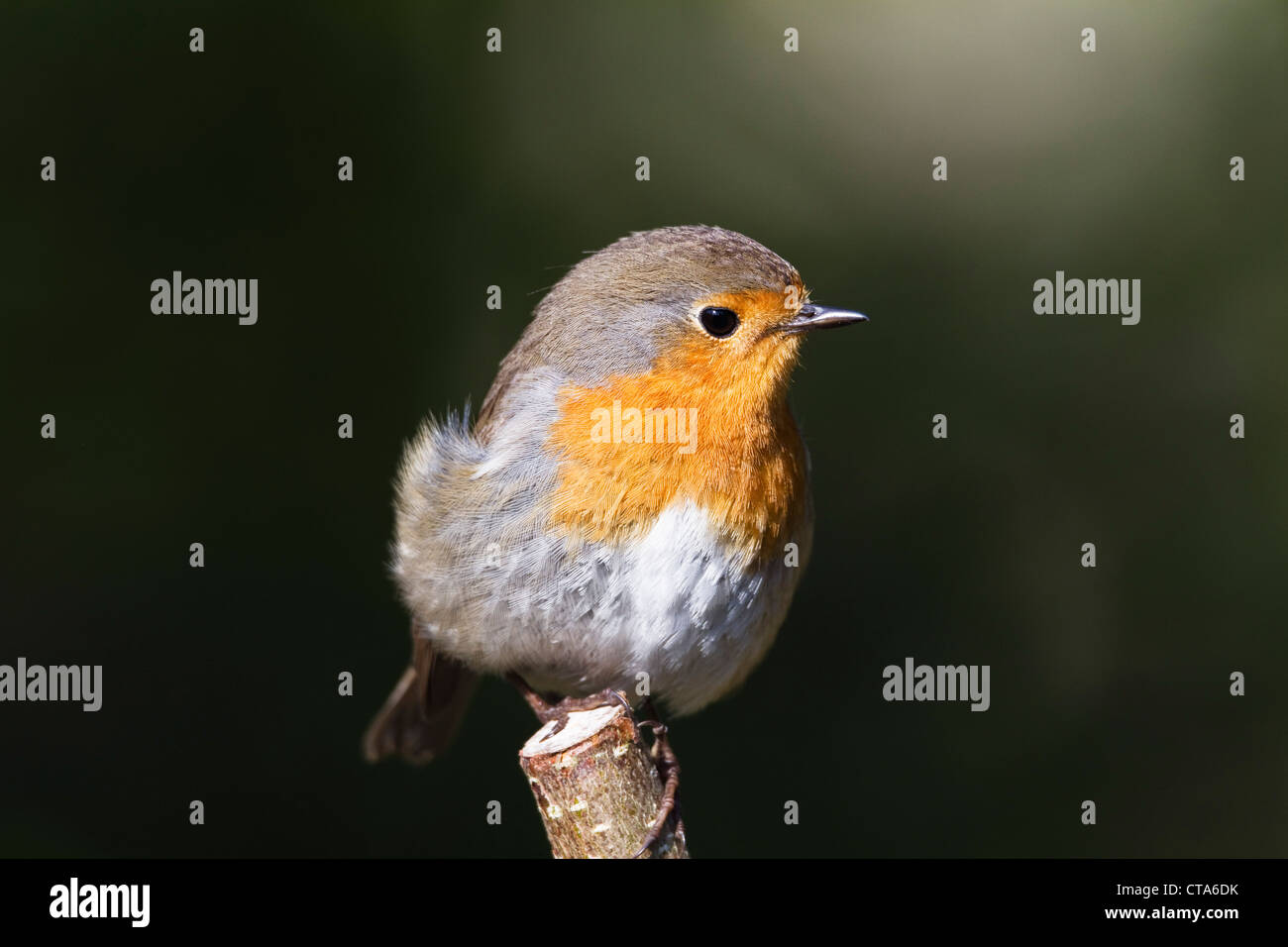 Unione Robin (Erithacus rubecula), Baviera, Germania Foto Stock