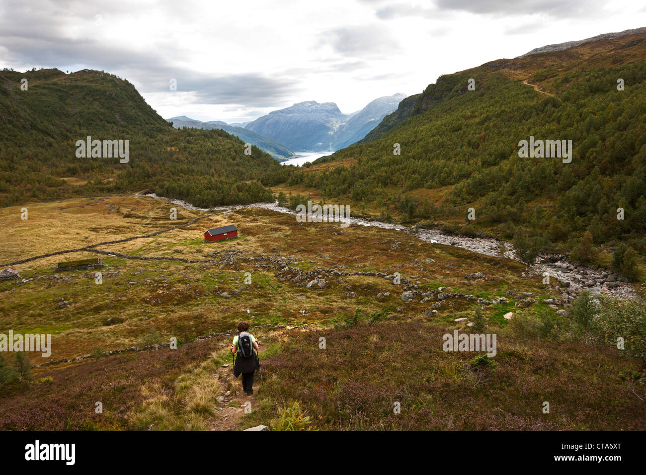 Il sambuco donna escursionismo a Roldalsfjellet, Roldal, Fjell, Hordaland, sud della Norvegia, Scandinavia, Europa Foto Stock